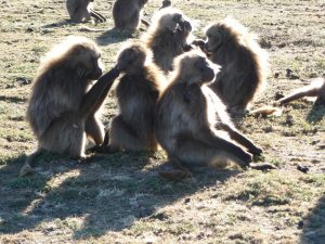 baboons Simien Mountains Ethiopie